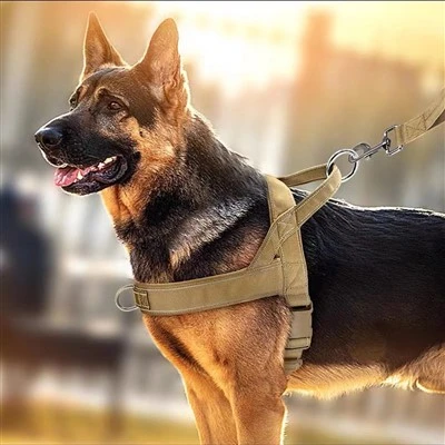 Dog Training Harness